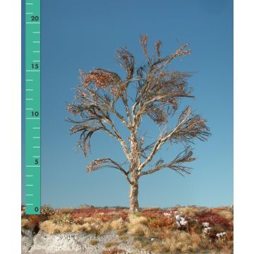 Silhouette Plane tree - Barren - 1 (ca. 10-13cm) (233-10)