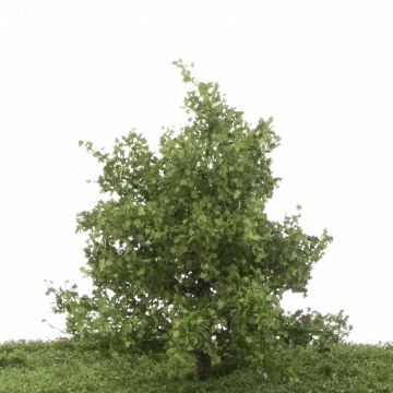 Silhouette Plane tree - Summer - 12-16cm (233-42)