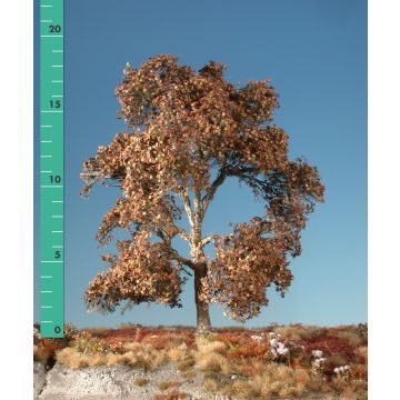 Silhouette Plane tree - Late fall - 3 (ca. 22-29cm) - 1:45+ (233-34)
