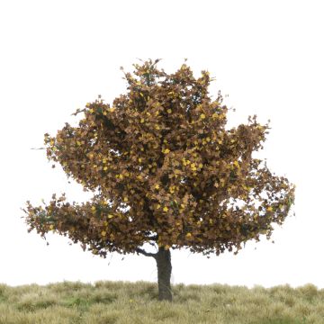 Silhouette Plane tree - Late fall - 12-16cm (233-44)
