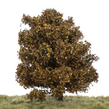 Silhouette Plane tree - Late fall - 17-22cm (233-54)