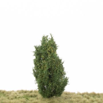 Silhouette Lombardy poplar - Early fall - 12-16cm (213-43)