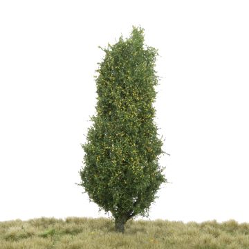 Silhouette Lombardy poplar - Early fall - 0 (< ca. 8cm) (213-63)