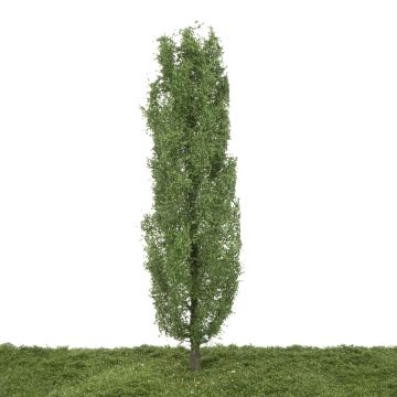 Silhouette Lombardy poplar - Early fall - 30-34cm (313-002-3)