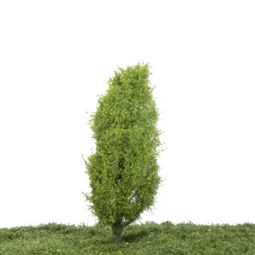 Silhouette Lombardy poplar - Spring - 12-16cm (213-41)