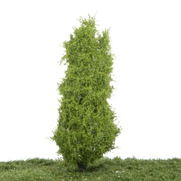 Silhouette Lombardy poplar - Spring - 0 (< ca. 8cm) (213-61)