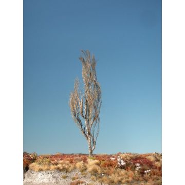 Silhouette Lombardy poplar - Barren - 3 (ca. 22-29cm) (213-30)