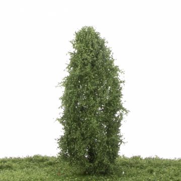 Silhouette Lombardy poplar - Summer - 12-16cm (213-42)