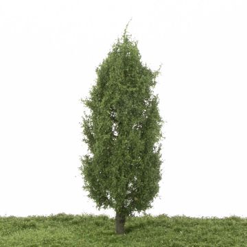 Silhouette Lombardy poplar - Summer - 17-22cm (213-52)