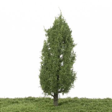 Silhouette Lombardy poplar - Summer - 0 (< ca. 8cm) (213-62)