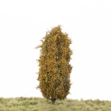 Silhouette Lombardy poplar - Late fall - 12-16cm (213-44)