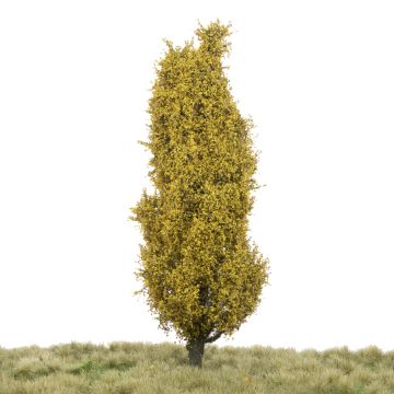Silhouette Lombardy poplar - Late fall - 0 (< ca. 8cm) (213-64)