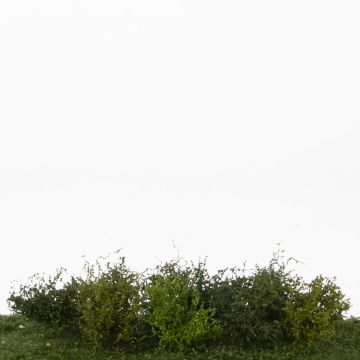 Silhouette Shrubs assortment - Spring - ca. 3cm - H0 / TT (252-02)
