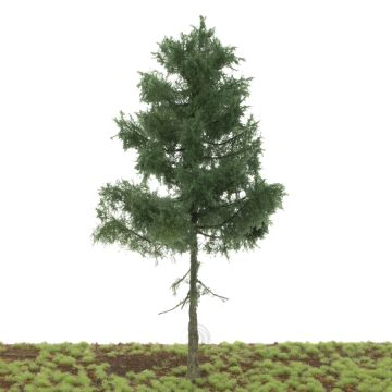 Silhouette Nordic fir medium trunk - Summer - 35-39cm (276-000-3)