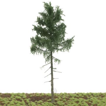Silhouette Nordic fir high trunk - Summer - 35-39cm (275-000-3)