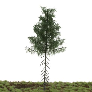 Silhouette Nordic fir high trunk - Summer - 17-22cm (277-52)