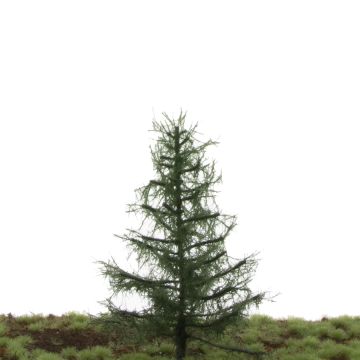 Silhouette Nordic fir - Summer - 12-16cm (276-42)