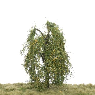 Silhouette Weeping willow - Early fall - 12-16cm (240-43)