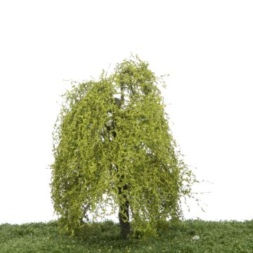 Silhouette Weeping willow - Spring - 12-16cm (240-41)