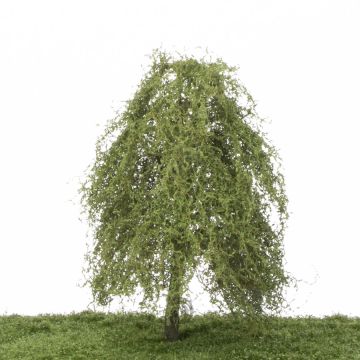 Silhouette Weeping willow - Summer - 0 (< ca. 8cm) (240-62)