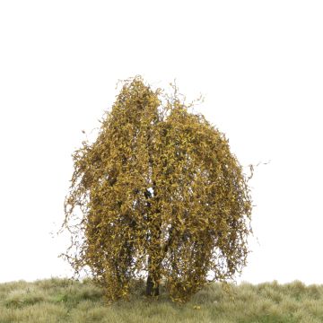 Silhouette Weeping willow - Late fall - 12-16cm (240-44)
