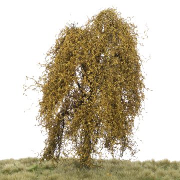 Silhouette Weeping willow - Late fall - 17-22cm (240-54)