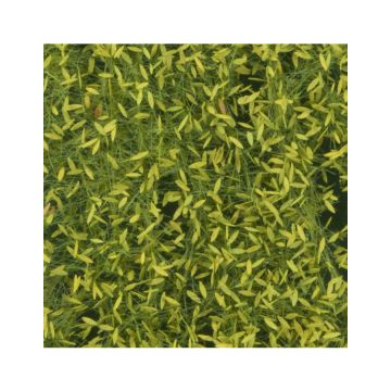 Silhouette Weeping willow foliage - Spring - ca. 50x31,5cm - H0 / TT (940-21H)