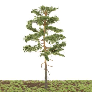 Silhouette Forest pine - Summer - 20-24cm (270-000-0)