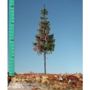 Silhouette Weathered green spruce high trunk - Summer - 3 (ca. 22-29cm) (274-36)