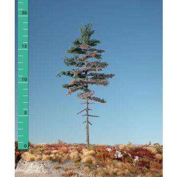 Silhouette Weathered nordic fir high trunk - Summer - 3 (ca. 22-29cm) (277-36)