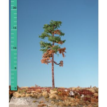 Silhouette Weathered forest pine - Summer - 3 (ca. 22-29cm) (270-36)