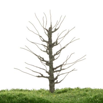 Unique Pear tree - Trunk - 12-16cm (81-0228-01)