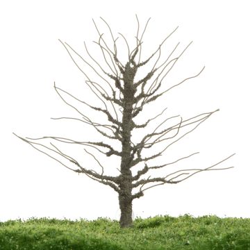 Unique Copper beech - Trunk - 12-16cm (81-0222-01)