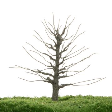 Unique Beech - Trunk - 12-16cm (81-0220-01)