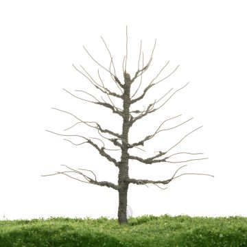 Unique Beech - Trunk - 12-16cm (81-0220-02)