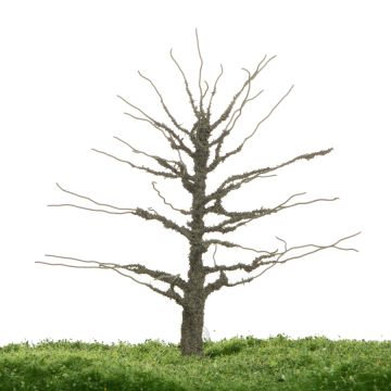 Unique Oak - Trunk - 12-16cm (81-0280-01)