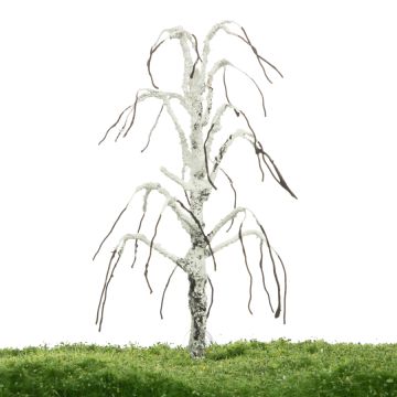 Unique Weeping birch - Trunk - 17-22cm (81-0211-02)
