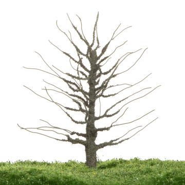 Unique Lime - Trunk - 12-16cm (81-0242-01)