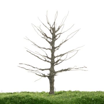 Unique Lime - Trunk - 17-22cm (81-0242-02)