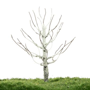 Unique Birch - Trunk - 12-16cm (81-0210-01)
