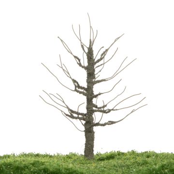 Unique Plum tree - Trunk - 12-16cm (81-0229-01)