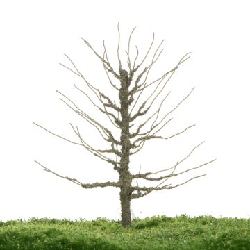 Unique Plane tree - Trunk - 12-16cm (81-0233-01)