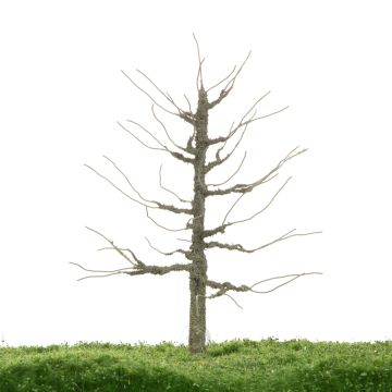 Unique Plane tree - Trunk - 17-22cm (81-0233-02)