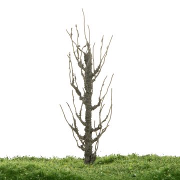 Unique Lombardy poplar - Trunk - 12-16cm (81-0213-01)