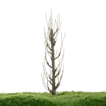 Unique Lombardy poplar - Trunk - 17-22cm (81-0213-02)