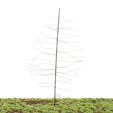 Unique Scots pine - Trunk - Buildingkit - 260 mm (81-0000-03)